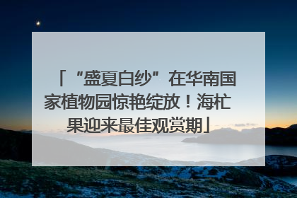 “盛夏白纱”在华南国家植物园惊艳绽放！海杧果迎来最佳观赏期