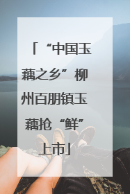 “中国玉藕之乡”柳州百朋镇玉藕抢“鲜”上市
