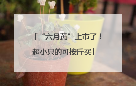 “六月黄”上市了！超小只的可按斤买