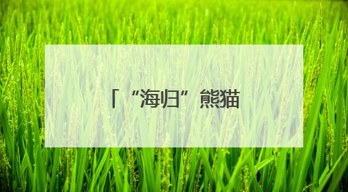 “海归”熊猫，温州亮相