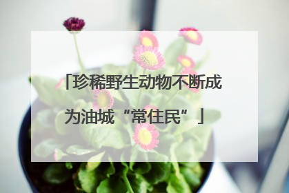 珍稀野生动物不断成为油城“常住民”