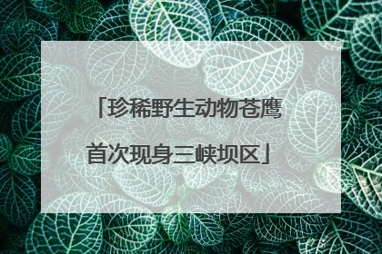 珍稀野生动物苍鹰首次现身三峡坝区