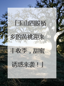 玉山四股桥乡的黄桃迎来丰收季，甜蜜诱惑来袭！