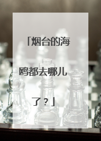 烟台的海鸥都去哪儿了？
