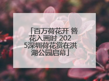 百万荷花开 簪花入画时 2025深圳荷花赏在洪湖公园启幕