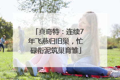 真奇特：连续7年飞燕归旧巢，忙碌衔泥筑巢育雏