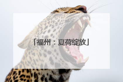 福州：夏荷绽放