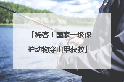 稀客！国家一级保护动物穿山甲获救