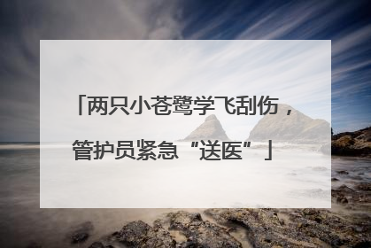 两只小苍鹭学飞刮伤，管护员紧急“送医”