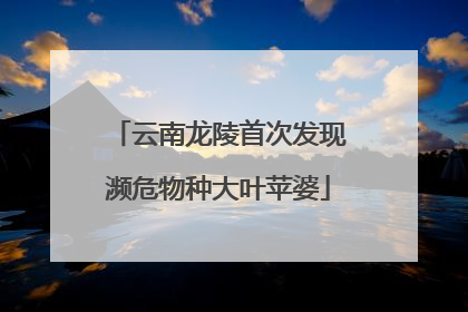 云南龙陵首次发现濒危物种大叶苹婆