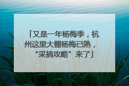 又是一年杨梅季，杭州这里大棚杨梅已熟，“采摘攻略”来了