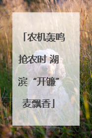 农机轰鸣抢农时 湖滨“开镰”麦飘香