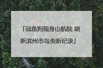 冠鱼狗现身山航院 刷新滨州市鸟类新纪录