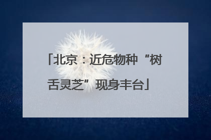 北京：近危物种“树舌灵芝”现身丰台