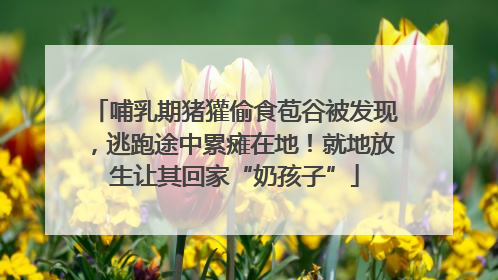 哺乳期猪獾偷食苞谷被发现，逃跑途中累瘫在地！就地放生让其回家“奶孩子”