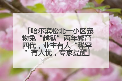 哈尔滨松北一小区宠物兔“越狱”两年繁育四代，业主有人“稀罕”有人忧，专家提醒