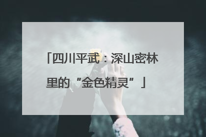 四川平武：深山密林里的“金色精灵”