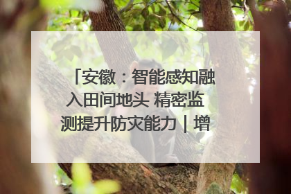 安徽：智能感知融入田间地头 精密监测提升防灾能力｜增发国债气象项目落地见效系列报道