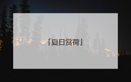 夏日赏荷