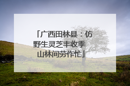 广西田林县：仿野生灵芝丰收季 山林间劳作忙