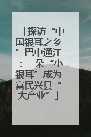 探访“中国银耳之乡”巴中通江：一朵“小银耳”成为富民兴县“大产业”