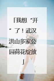 我想“开”了！武汉洪山多家公园荷花绽放