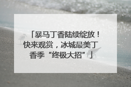 暴马丁香陆续绽放！快来观赏，冰城最美丁香季“终极大招”
