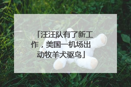 汪汪队有了新工作，美国一机场出动牧羊犬驱鸟