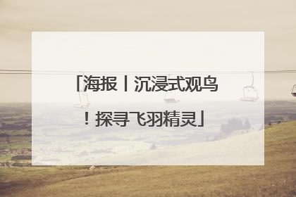 海报丨沉浸式观鸟！探寻飞羽精灵