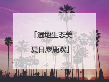 湿地生态美 夏日麋鹿欢