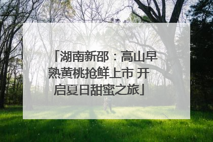 湖南新邵：高山早熟黄桃抢鲜上市 开启夏日甜蜜之旅