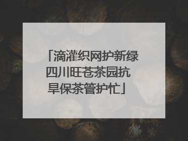 滴灌织网护新绿 四川旺苍茶园抗旱保茶管护忙