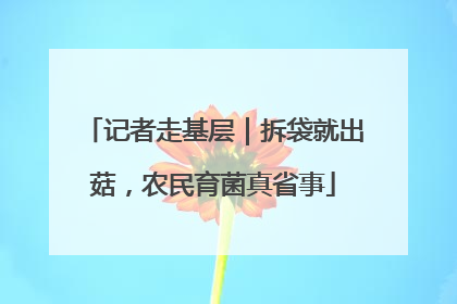 记者走基层｜拆袋就出菇，农民育菌真省事