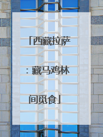 西藏拉萨：藏马鸡林间觅食