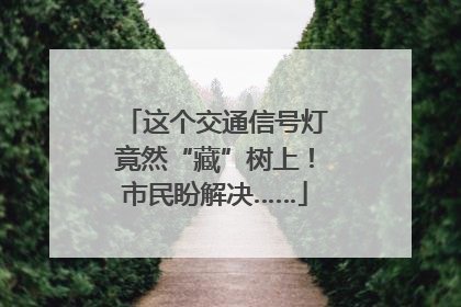这个交通信号灯竟然“藏”树上！市民盼解决……