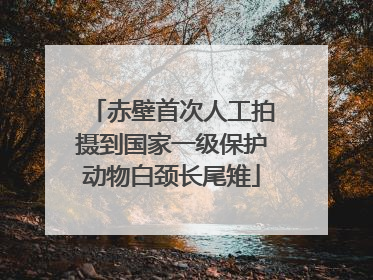 赤壁首次人工拍摄到国家一级保护动物白颈长尾雉