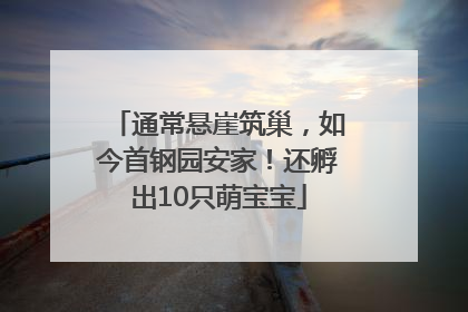 通常悬崖筑巢，如今首钢园安家！还孵出10只萌宝宝