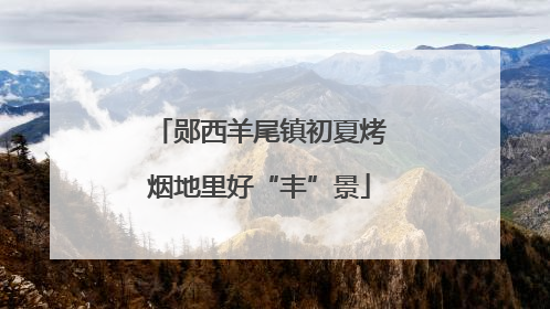 郧西羊尾镇初夏烤烟地里好“丰”景