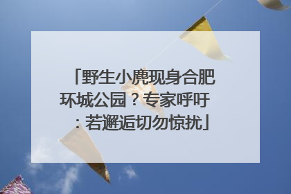 野生小麂现身合肥环城公园？专家呼吁：若邂逅切勿惊扰
