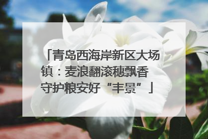 青岛西海岸新区大场镇：麦浪翻滚穗飘香 守护粮安好“丰景”