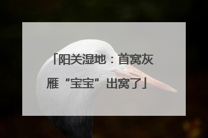 阳关湿地：首窝灰雁“宝宝”出窝了