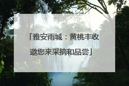 雅安雨城：黄桃丰收 邀您来采摘和品尝