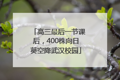 高三最后一节课后，400株向日葵空降武汉校园