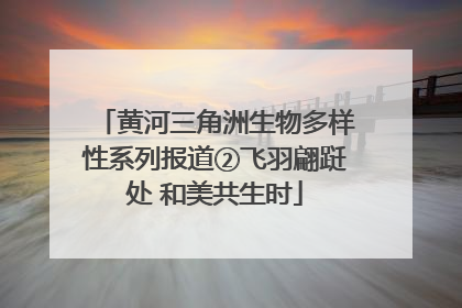 黄河三角洲生物多样性系列报道②飞羽翩跹处 和美共生时