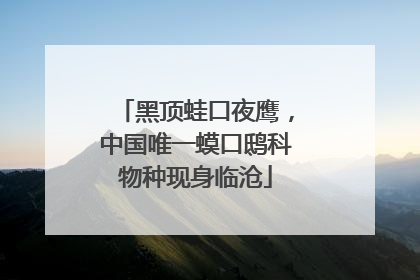 黑顶蛙口夜鹰，中国唯一蟆口鸱科物种现身临沧